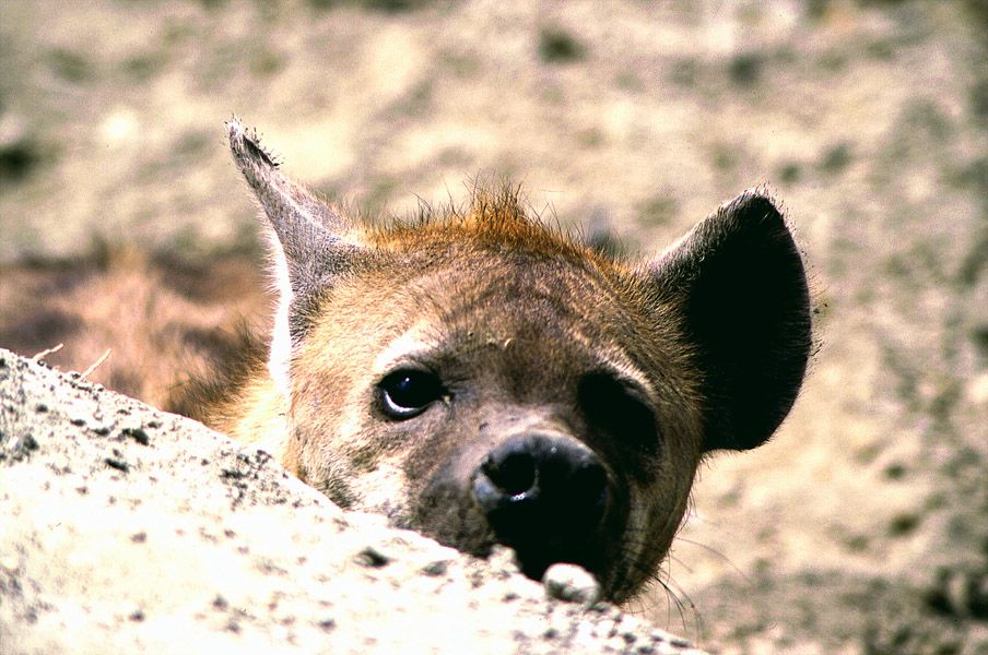 Hyena Cub - Ngorogoro